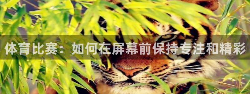 体育比赛：如何在屏幕前保持专注和精彩